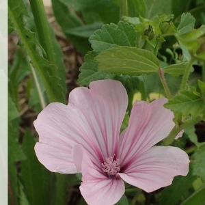 Photographie n°1646705 du taxon Malva trimestris (L.) Salisb. [1796]