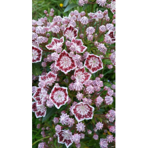 Kalmia latifolia L.