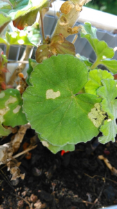 Julien CHAMP, le  2 juin 2017 (Montpellier)