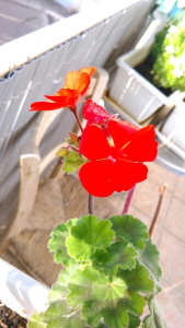 Julien CHAMP, le  2 juin 2017 (Montpellier)