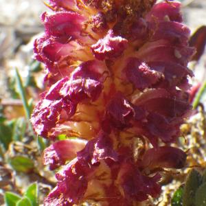 Photographie n°1648133 du taxon Orobanche sanguinea C.Presl [1822]