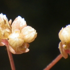 Linum multiflorum Lam. (Faux Lin)