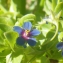  Liliane Roubaudi - Lysimachia arvensis subsp. parviflora (Hoffmanns. & Link) Peruzzi [2010]