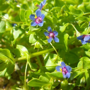 Anagallis arvensis subsp. parviflora (Hoffmanns. & Link) Arcang. (Mouron à petites fleurs)