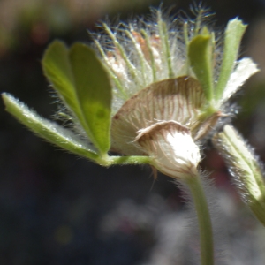 Photographie n°1648415 du taxon Trifolium cherleri L. [1755]