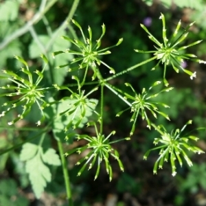 Photographie n°1648602 du taxon Chaerophyllum temulum L. [1753]