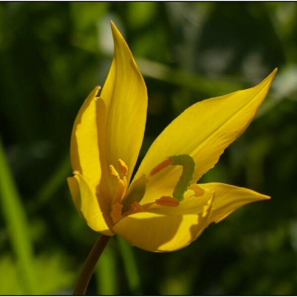 Tulipa sylvestris L. [1753] [nn70025] par Pat Desnos le 01/04/2017 - Mer