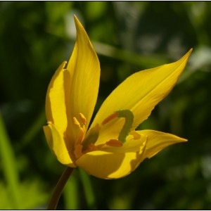 Photographie n°1649057 du taxon Tulipa sylvestris L. [1753]