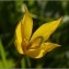 Tulipa sylvestris L. [1753] [nn70025] par Pat Desnos le 01/04/2017 - Mer