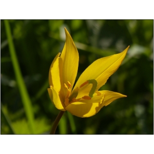 P1170852 - Tulipe sauvage.jpg