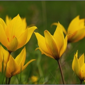 Photographie n°1649386 du taxon Tulipa sylvestris L. [1753]