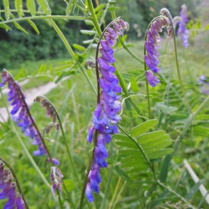 Photographie n°1650219 du taxon Vicia cracca L. [1753]