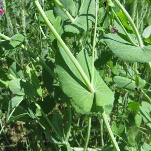 Photographie n°1652005 du taxon Lathyrus oleraceus var. arvense (L.) H.Schaef., Coulot & Rabaute [2016]