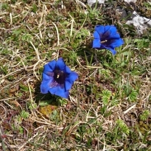 Photographie n°1652199 du taxon Gentiana clusii E.P.Perrier & Songeon [1855]