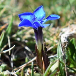 Photographie n°1652938 du taxon Gentiana verna L. [1753]