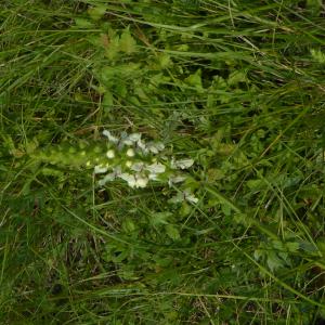 Photographie n°1653056 du taxon Stachys recta L. [1767]