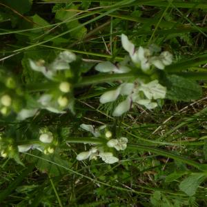 Photographie n°1653057 du taxon Stachys recta L. [1767]