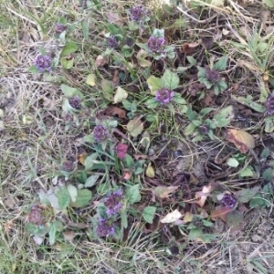 Photographie n°1653433 du taxon Prunella vulgaris L. [1753]