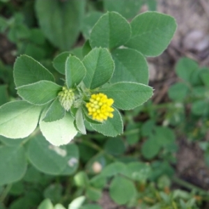 Photographie n°1653490 du taxon Medicago lupulina L. [1753]
