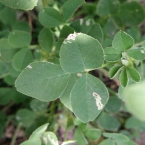 Photographie n°1653491 du taxon Medicago lupulina L. [1753]