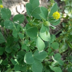 Photographie n°1653492 du taxon Medicago lupulina L. [1753]