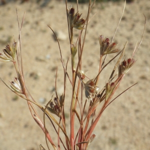 Photographie n°1653615 du taxon Juncus bufonius L. [1753]