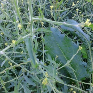 Photographie n°1653859 du taxon Sisymbrium officinale (L.) Scop. [1772]