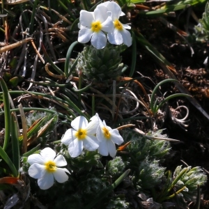 Photographie n°1655465 du taxon Androsace villosa L. [1753]