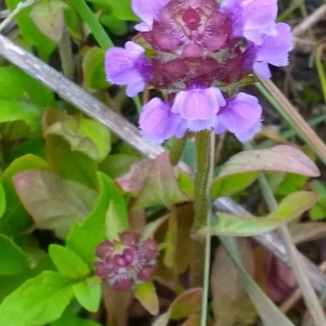 Photographie n°1660425 du taxon Prunella vulgaris L. [1753]