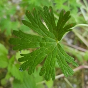 Geranium carolinianum L.