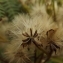  Florent Beck - Senecio bayonnensis Boiss. [1856]