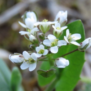 Photographie n°1662271 du taxon Microthlaspi perfoliatum (L.) F.K.Mey.