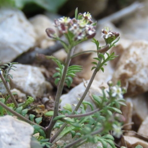 Photographie n°1662284 du taxon Hornungia petraea (L.) Rchb. [1838]