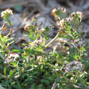 Photographie n°1662287 du taxon Hornungia petraea (L.) Rchb. [1838]