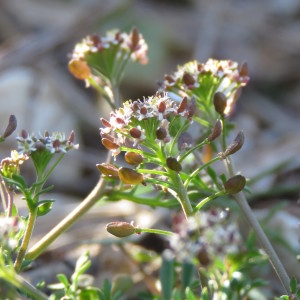 Photographie n°1662294 du taxon Hornungia petraea (L.) Rchb. [1838]