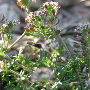 Photographie n°1662297 du taxon Hornungia petraea (L.) Rchb. [1838]