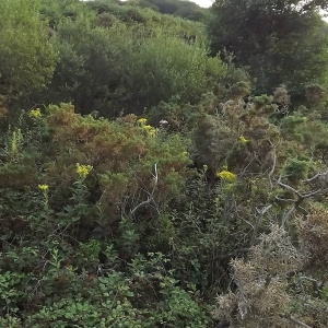 Photographie n°1662378 du taxon Senecio bayonnensis Boiss. [1856]