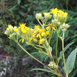 Photographie n°1662423 du taxon Senecio bayonnensis Boiss. [1856]