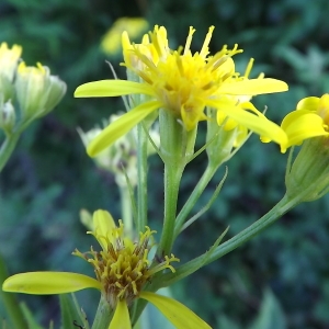 Photographie n°1662426 du taxon Senecio bayonnensis Boiss. [1856]