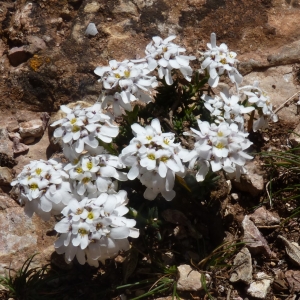 Photographie n°1662527 du taxon Iberis saxatilis L.