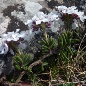 Photographie n°1662531 du taxon Iberis saxatilis L.