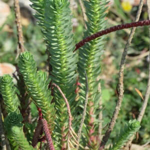 Photographie n°1663722 du taxon Euphorbia paralias L. [1753]