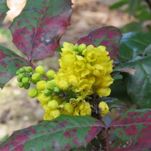 Photographie n°1663770 du taxon Mahonia aquifolium (Pursh) Nutt. [1818]