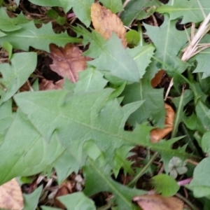 Photographie n°1665202 du taxon Taraxacum F.H.Wigg.