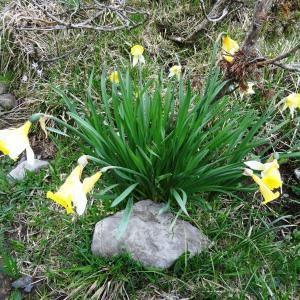 Photographie n°1665394 du taxon Narcissus bicolor L. [1762]