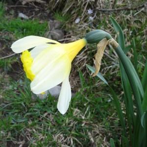 Photographie n°1665407 du taxon Narcissus bicolor L. [1762]