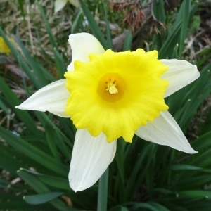 Photographie n°1665412 du taxon Narcissus bicolor L. [1762]