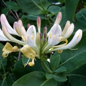 Photographie n°1665656 du taxon Lonicera periclymenum L. [1753]