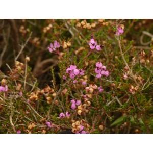 Erica umbellata L.