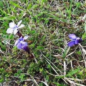Photographie n°1666868 du taxon Gentiana verna subsp. verna